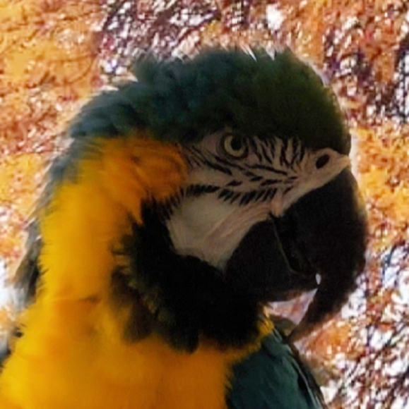 Meet your Posher, Nine - Picture 1 of 1